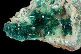 Gemmy Dioptase Crystals on Quartz and Plancheite - Kimbedi, Congo #148470-1